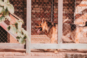 What Type Of Fence Is Cheapest For Dogs?