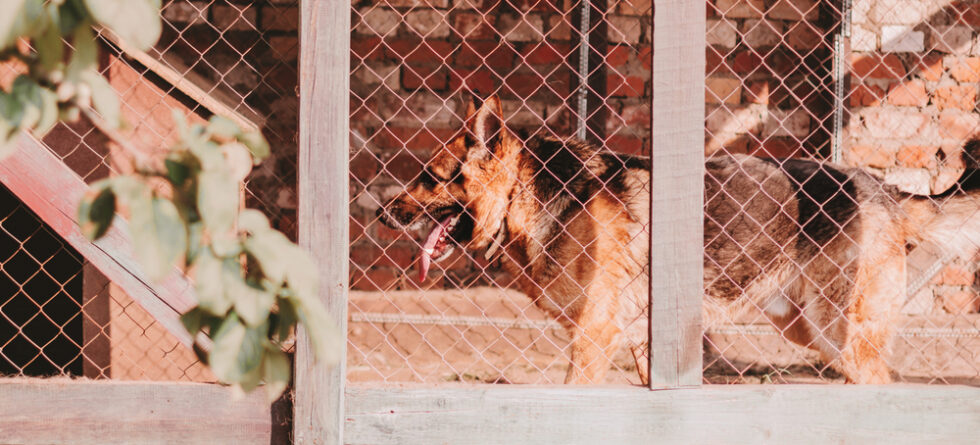 What Type Of Fence Is Cheapest For Dogs?