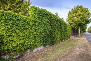 What Is The Best Fence For Noisy Neighbors?