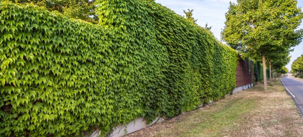 What Is The Best Fence For Noisy Neighbors?