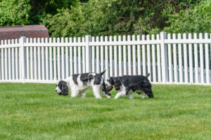 Are Vinyl Fences Good For Dogs?